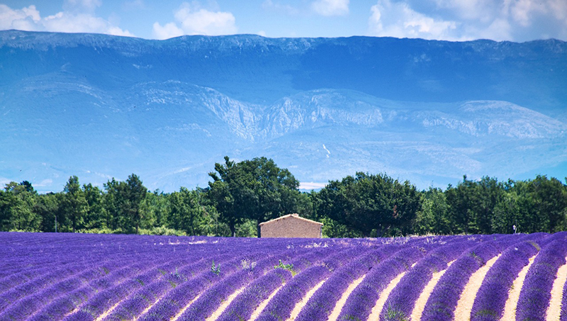 Lavanda Provence